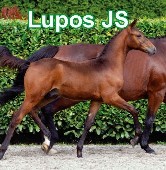 Lupos JS